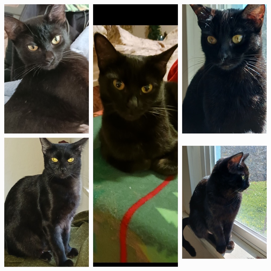 Enlarge Kiki, a Adopted Domestic Short Hair in Santa Cruz, CA image 2/10