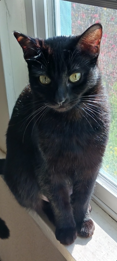 Enlarge Kiki, a Adopted Domestic Short Hair in Santa Cruz, CA image 3/10