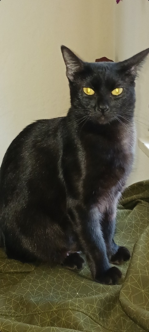 Enlarge Kiki, a Adopted Domestic Short Hair in Santa Cruz, CA image 4/10