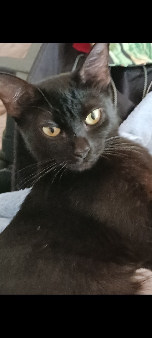 Kiki, Adopted, Young Female Domestic Short Hair.