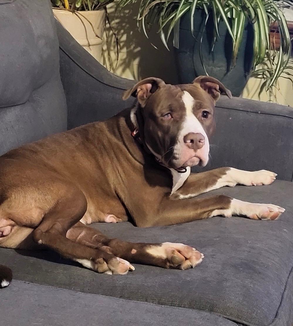 Enlarge Rosalyn, a ADOPTABLE mixed breed in Baltimore, MD image 3/6