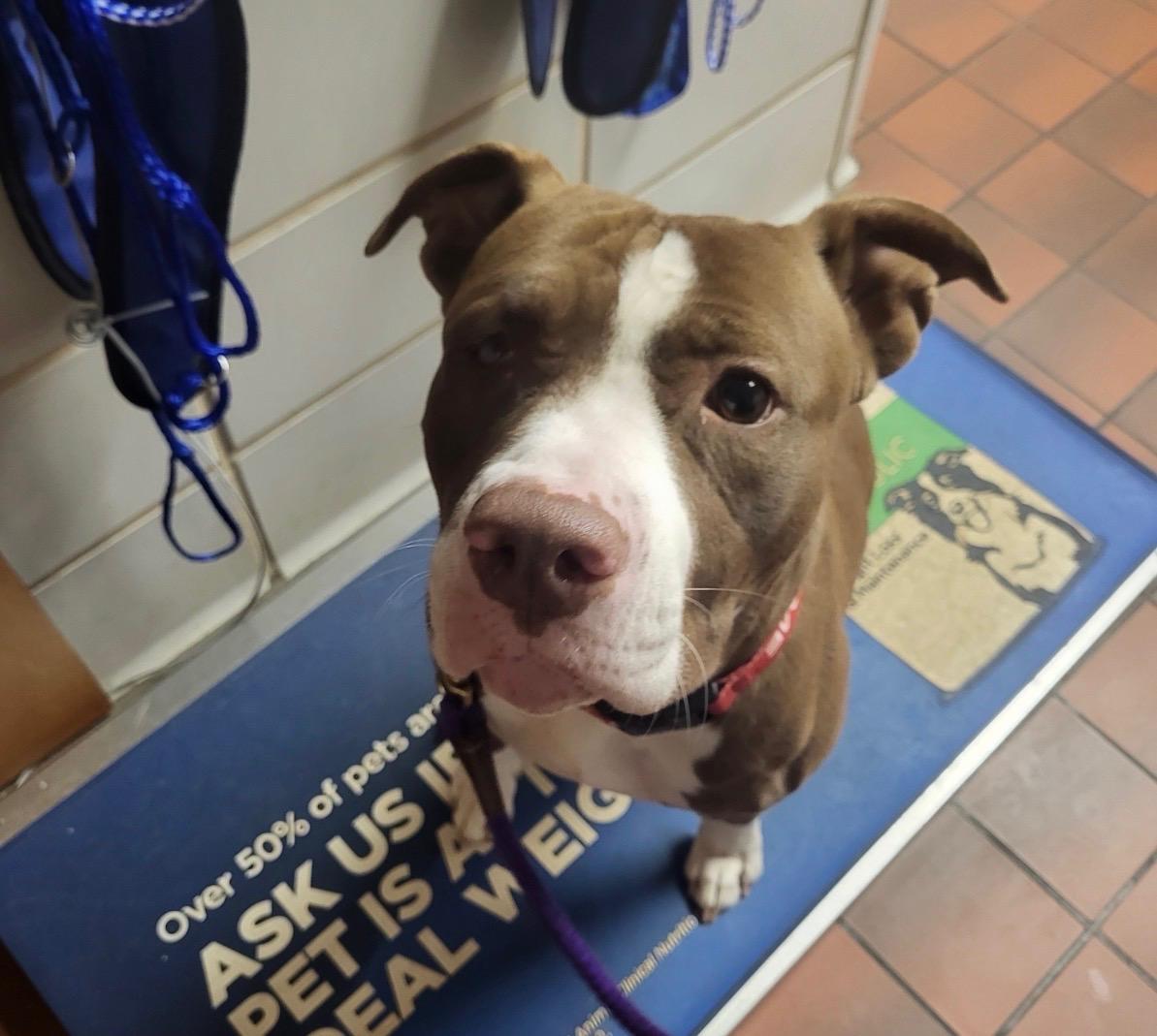 Enlarge Rosalyn, a ADOPTABLE mixed breed in Baltimore, MD image 1/6