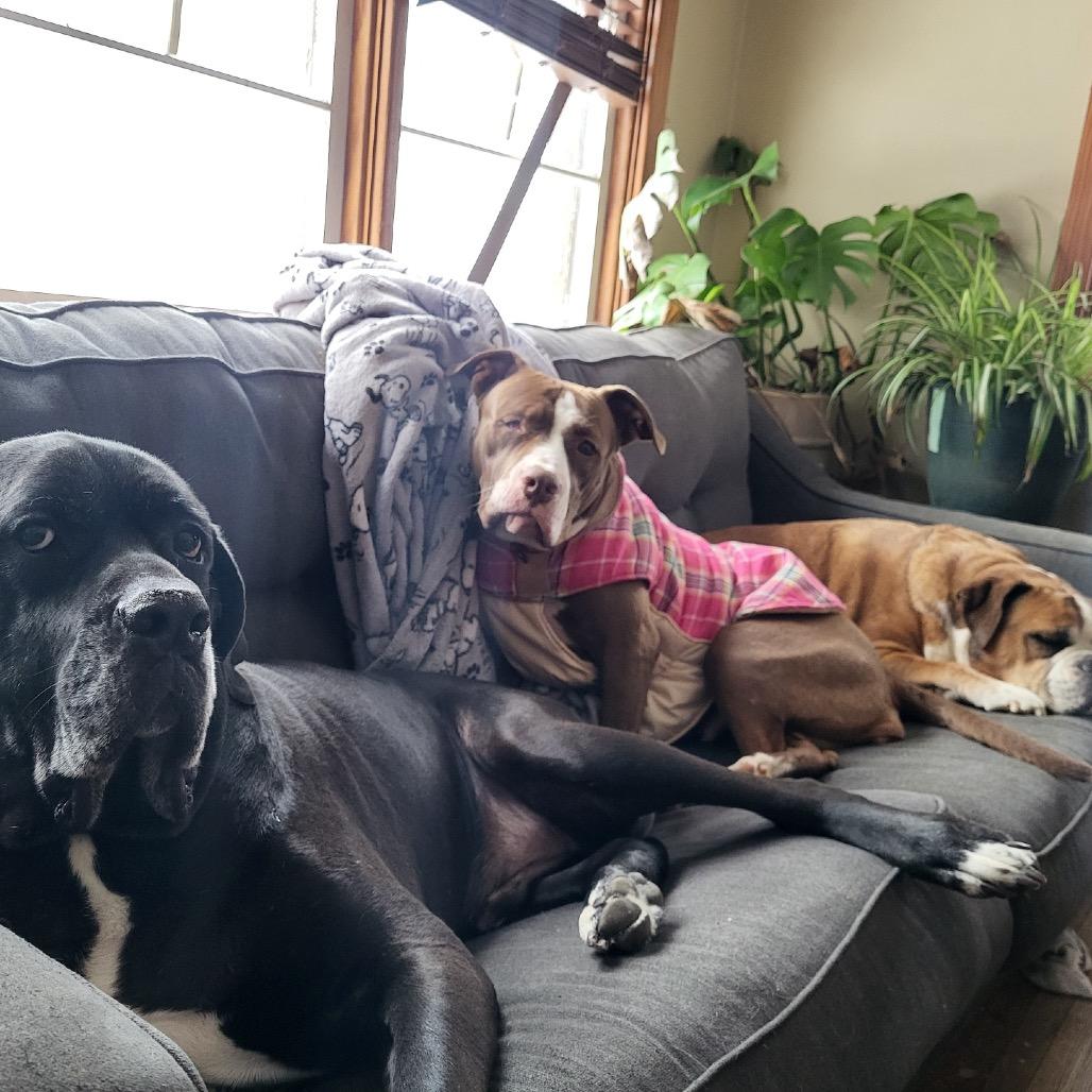 Enlarge Rosalyn, a ADOPTABLE mixed breed in Baltimore, MD image 6/6