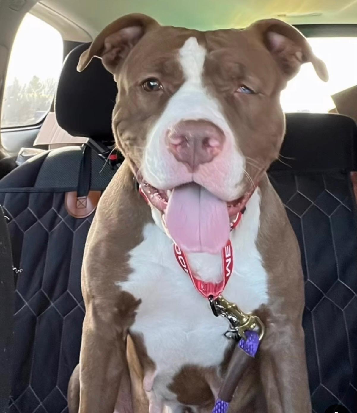 Enlarge Rosalyn, a ADOPTABLE mixed breed in Baltimore, MD image 2/6