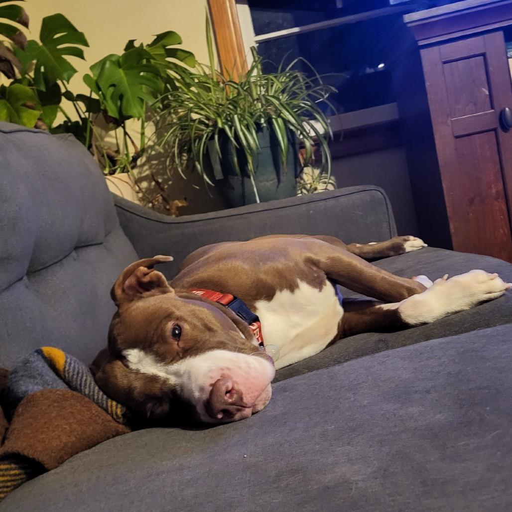 Enlarge Rosalyn, a ADOPTABLE mixed breed in Baltimore, MD image 4/6