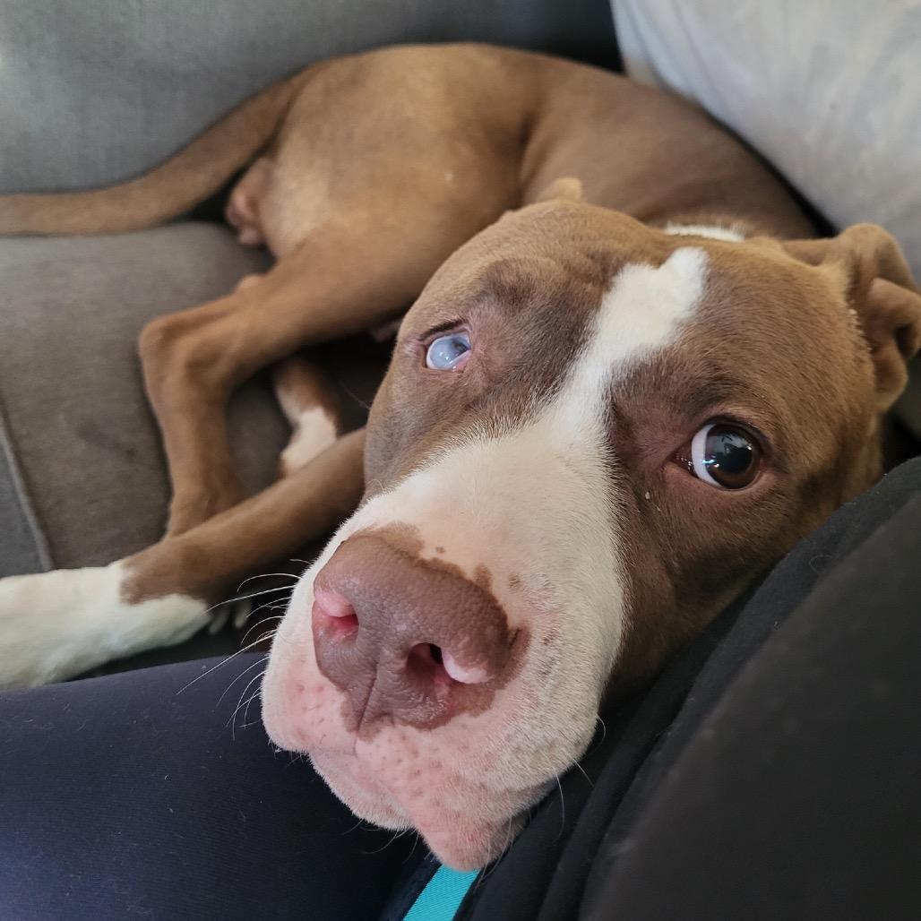 Enlarge Rosalyn, a ADOPTABLE mixed breed in Baltimore, MD image 5/6