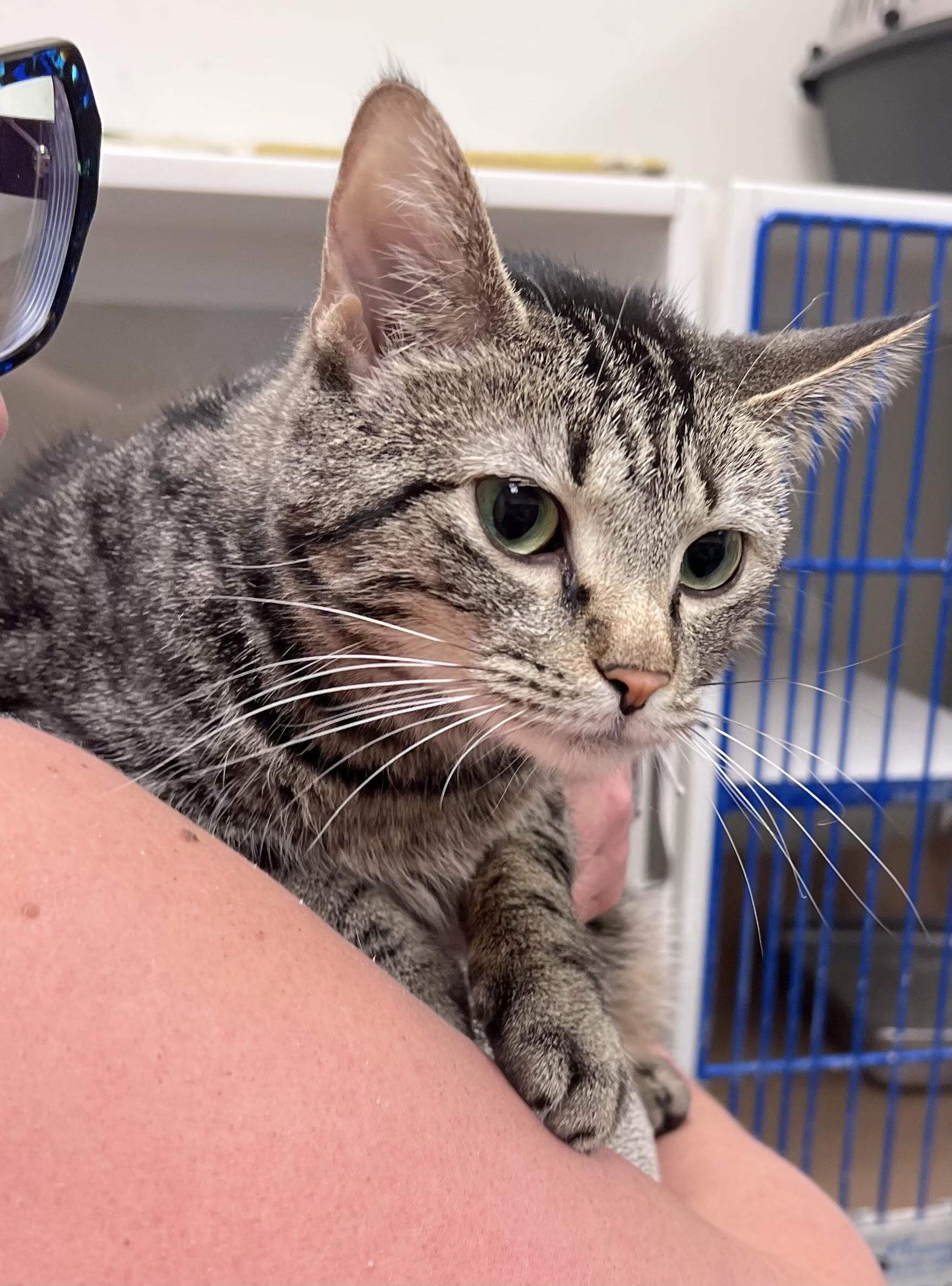Enlarge Birdie, a Adopted Tabby in Broken Arrow, OK image 1/2