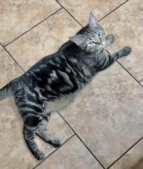 Enlarge Birdie, a Adopted Tabby in Broken Arrow, OK image 2/2