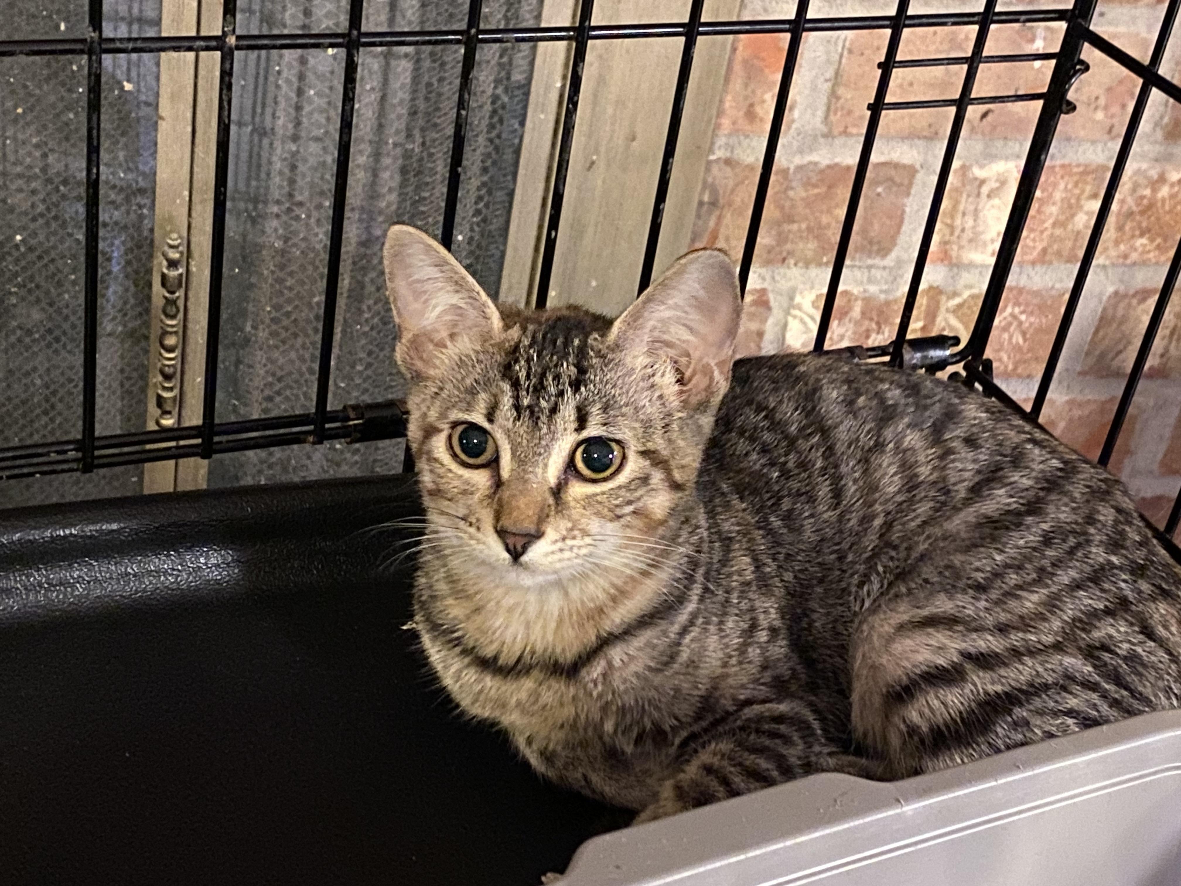 Bria, ADOPTABLE, Young Female Domestic Short Hair.