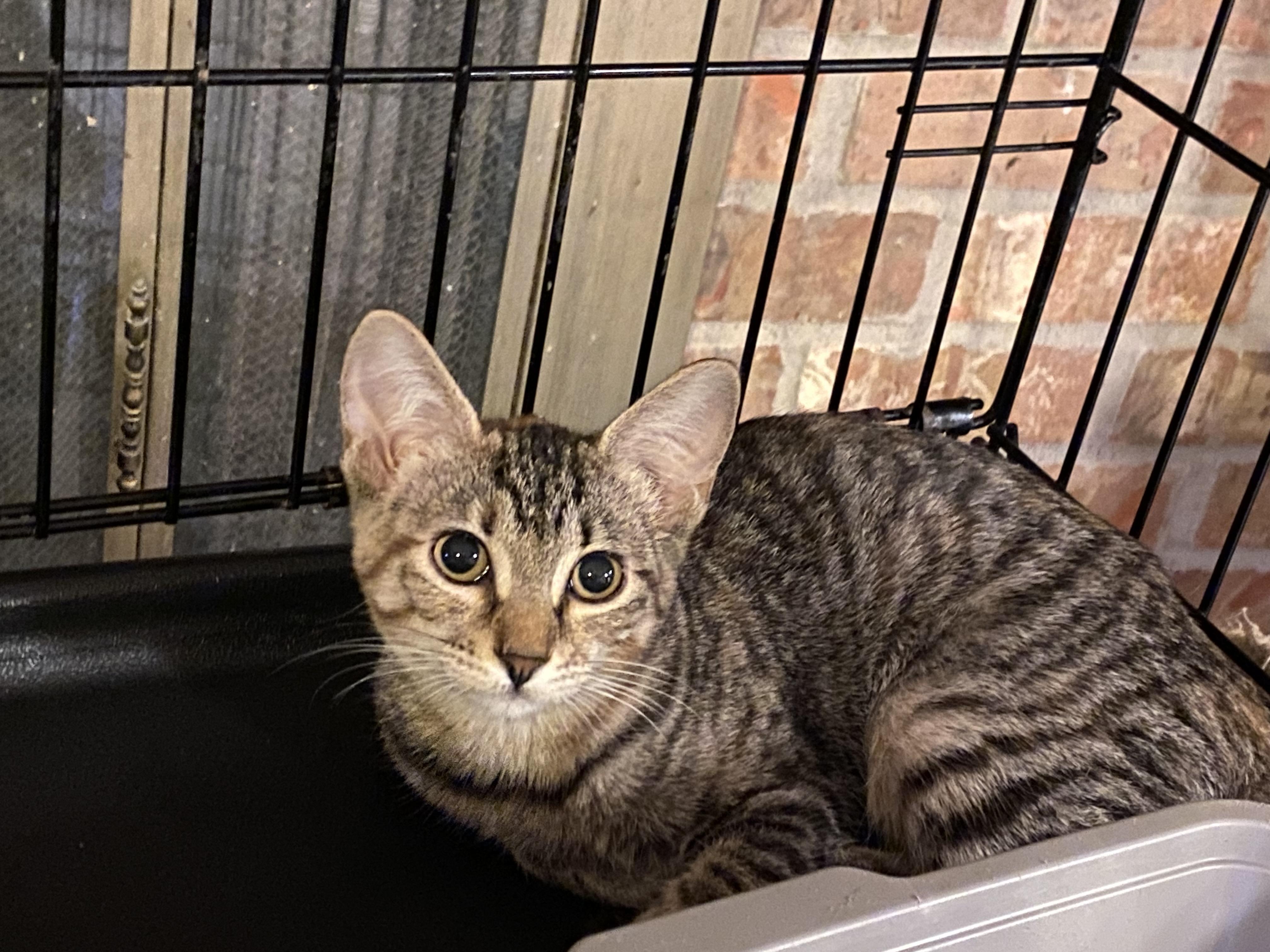 Enlarge Bria, a ADOPTABLE Domestic Short Hair in Beaumont, TX image 2/2