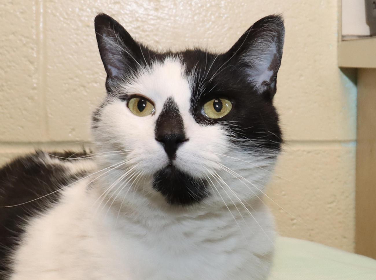 Enlarge Roscoe, an adopted Domestic Short Hair in Euclid, OH image 1/6