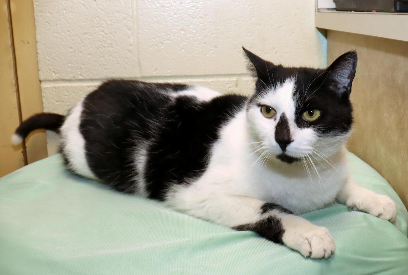 Enlarge Roscoe, an adopted Domestic Short Hair in Euclid, OH image 6/6