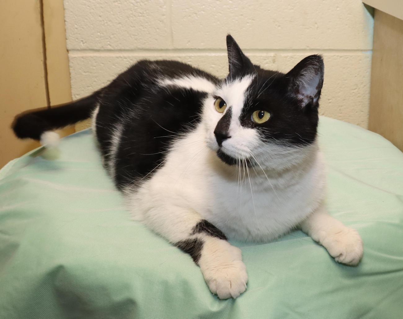Enlarge Roscoe, an adopted Domestic Short Hair in Euclid, OH image 5/6
