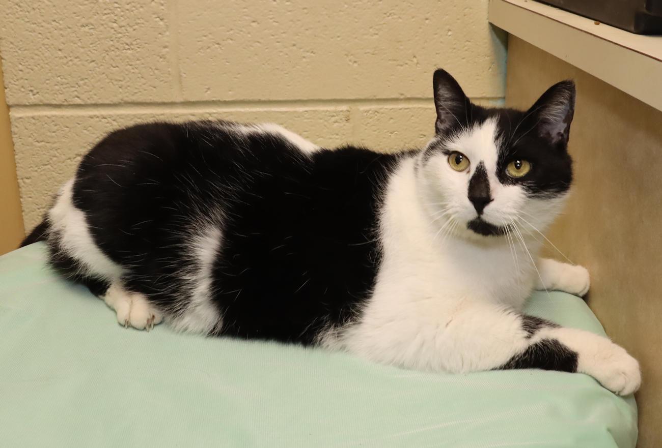Enlarge Roscoe, an adopted Domestic Short Hair in Euclid, OH image 4/6