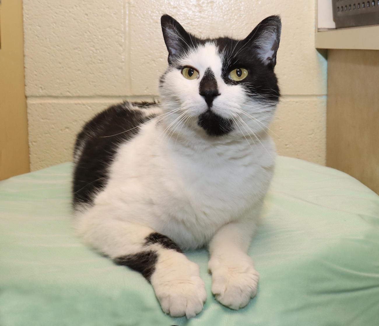 Enlarge Roscoe, an adopted Domestic Short Hair in Euclid, OH image 3/6