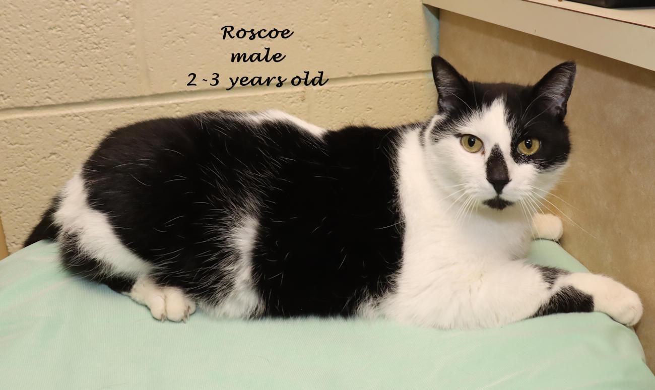Enlarge Roscoe, an adopted Domestic Short Hair in Euclid, OH image 2/6