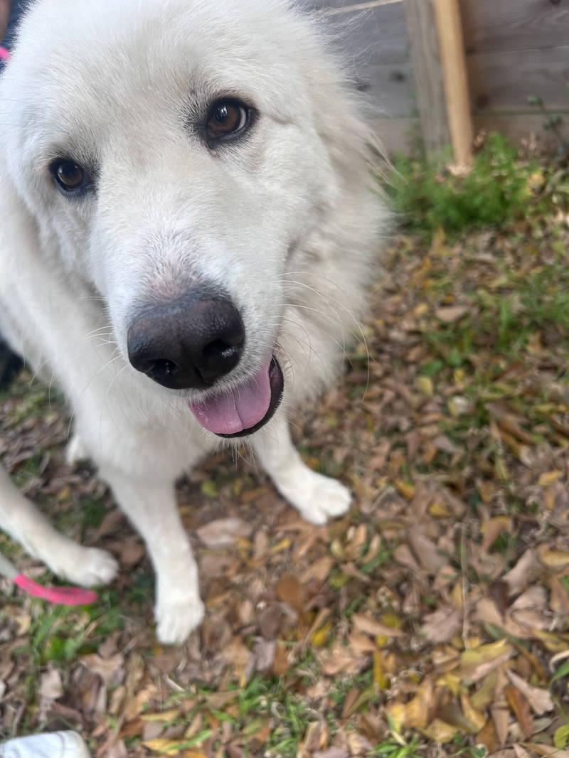 Ruby — thumbnail 3