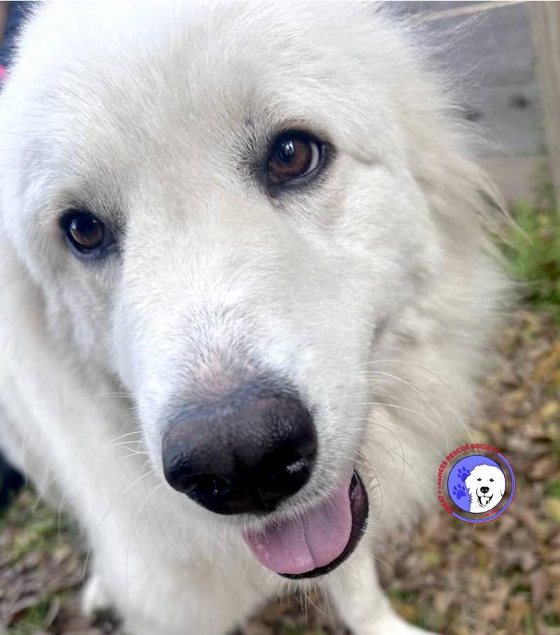 Ruby — thumbnail 5