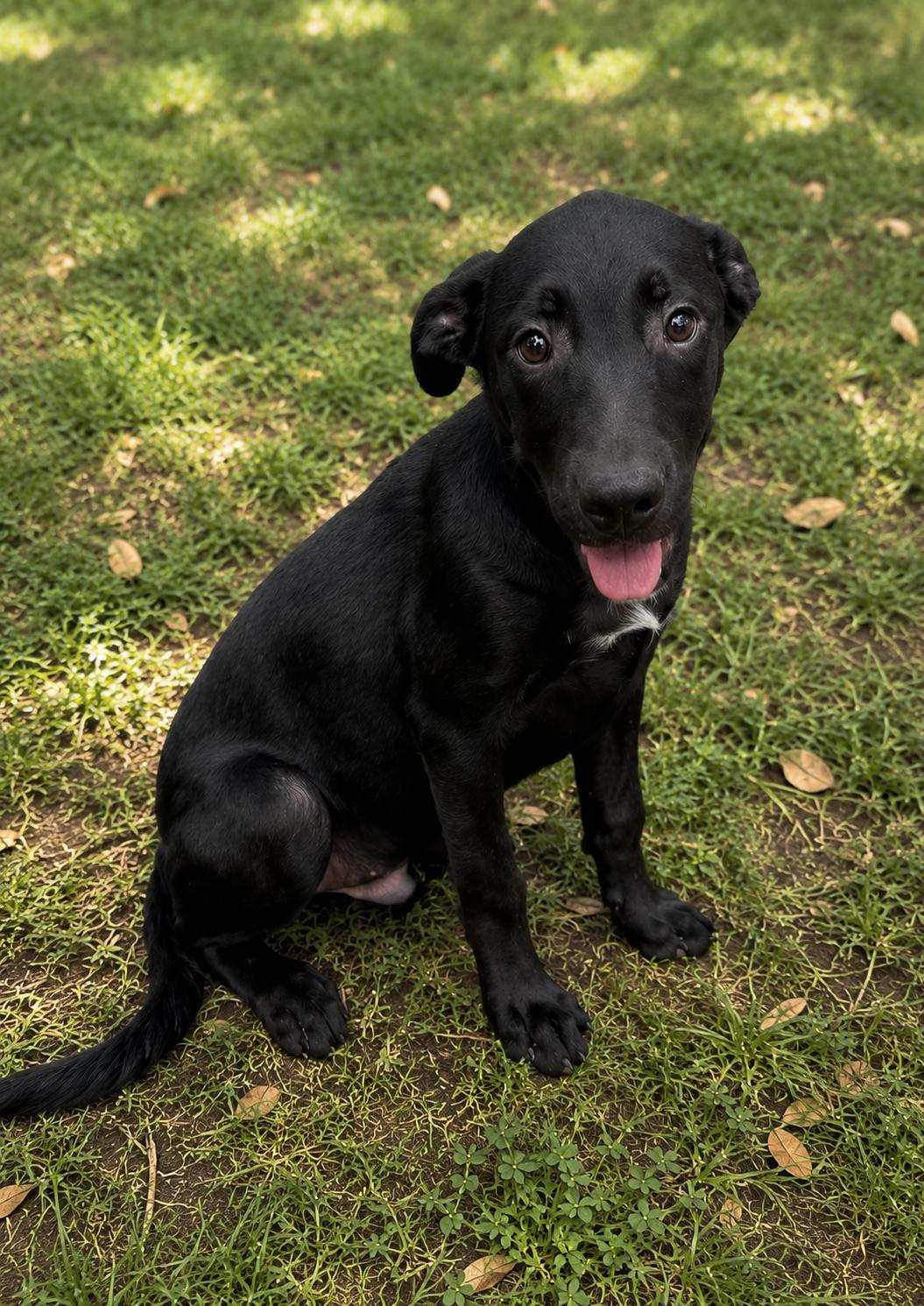 Ranger, Adoptable, Young Male Labrador Retriever.