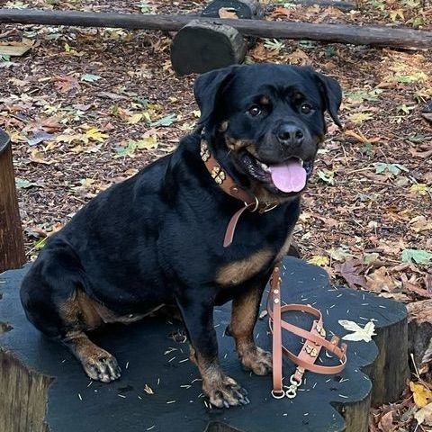 Blythe, a Adopted Rottweiler in Tacoma, WA image 1/4