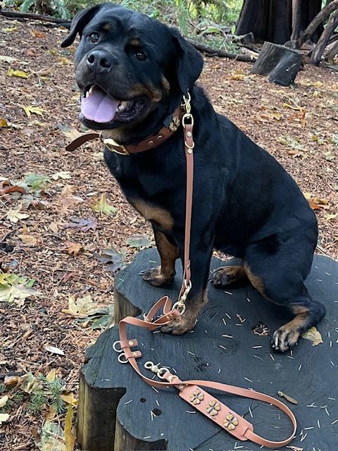 Blythe, a Adopted Rottweiler in Tacoma, WA image 3/4
