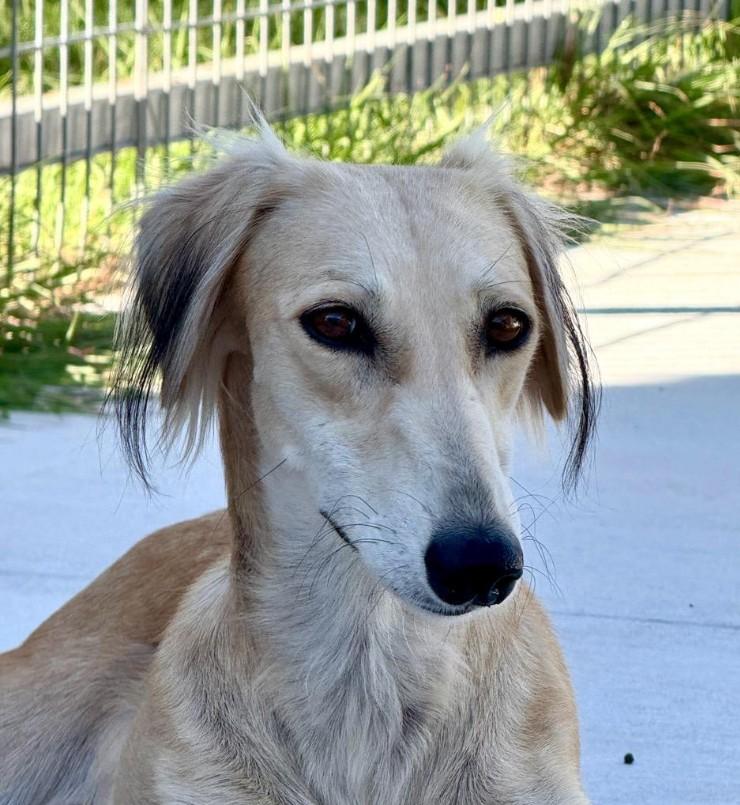 Sable-Tender, graceful and beautiful, an adoptable Saluki in San Antonio, TX, 78230 | Photo Image 2