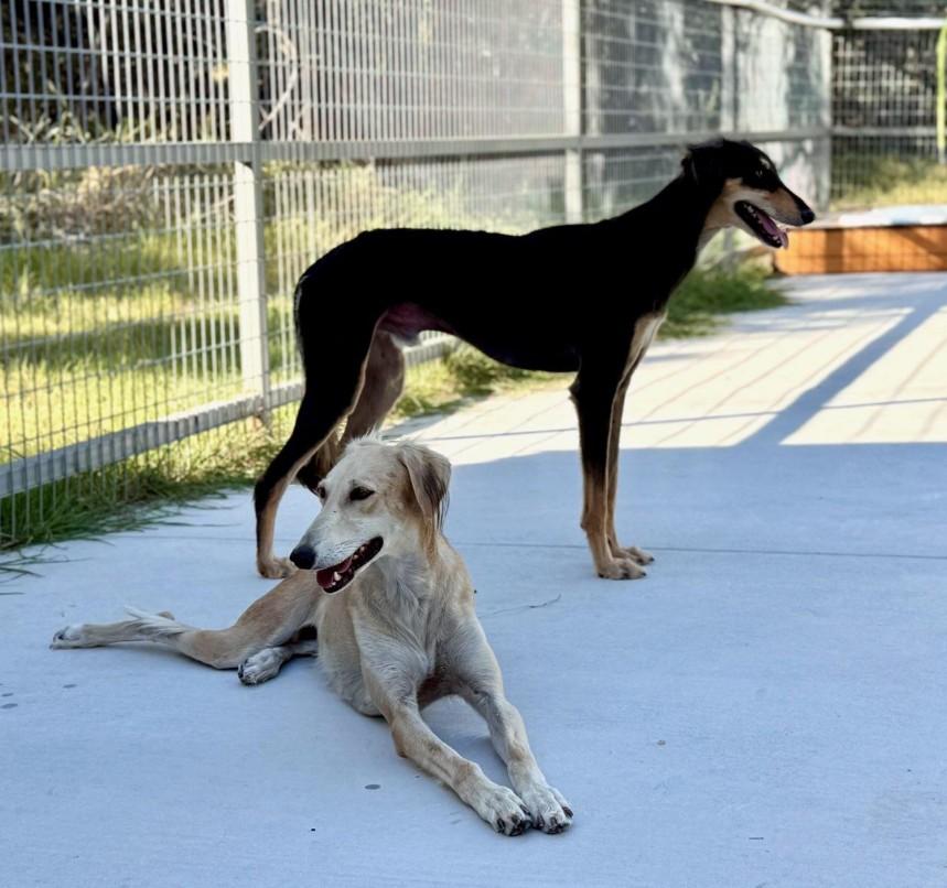 Sable-Tender, graceful and beautiful, an adoptable Saluki in San Antonio, TX, 78230 | Photo Image 3