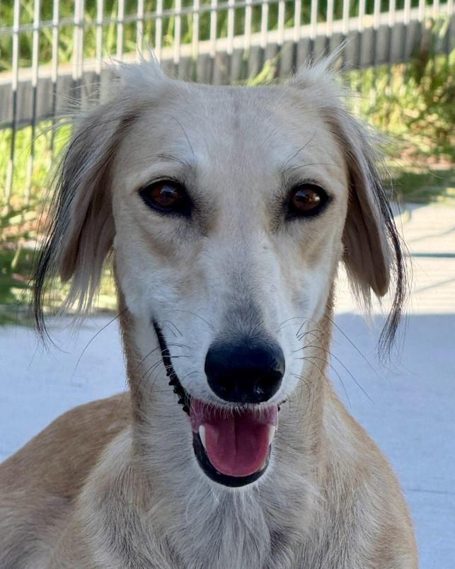 Sable-Tender, graceful and beautiful, an adoptable Saluki in San Antonio, TX, 78230 | Photo Image 1