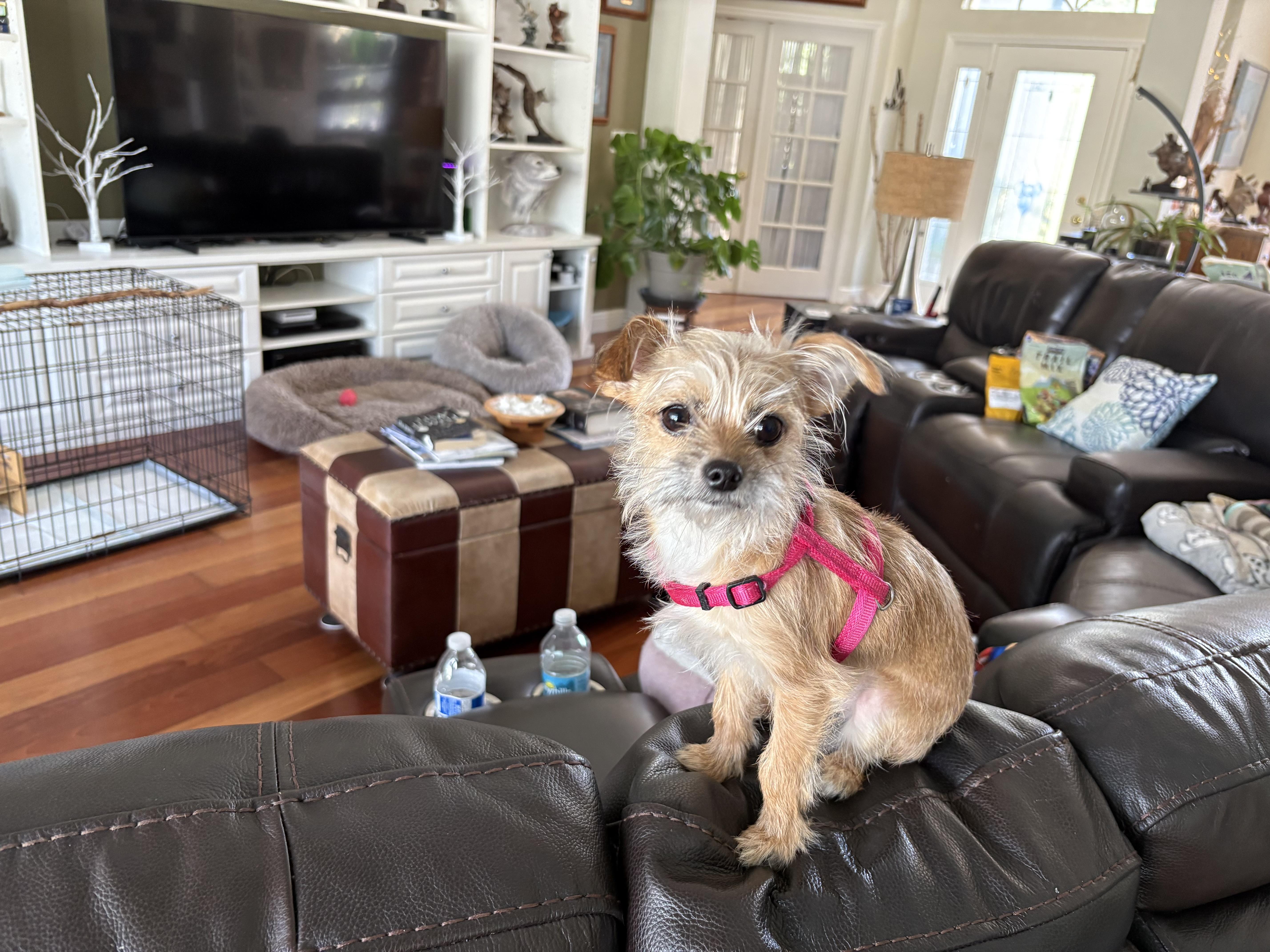 Enlarge Mimi, a ADOPTABLE mixed breed in Bradenton, FL image 3/5