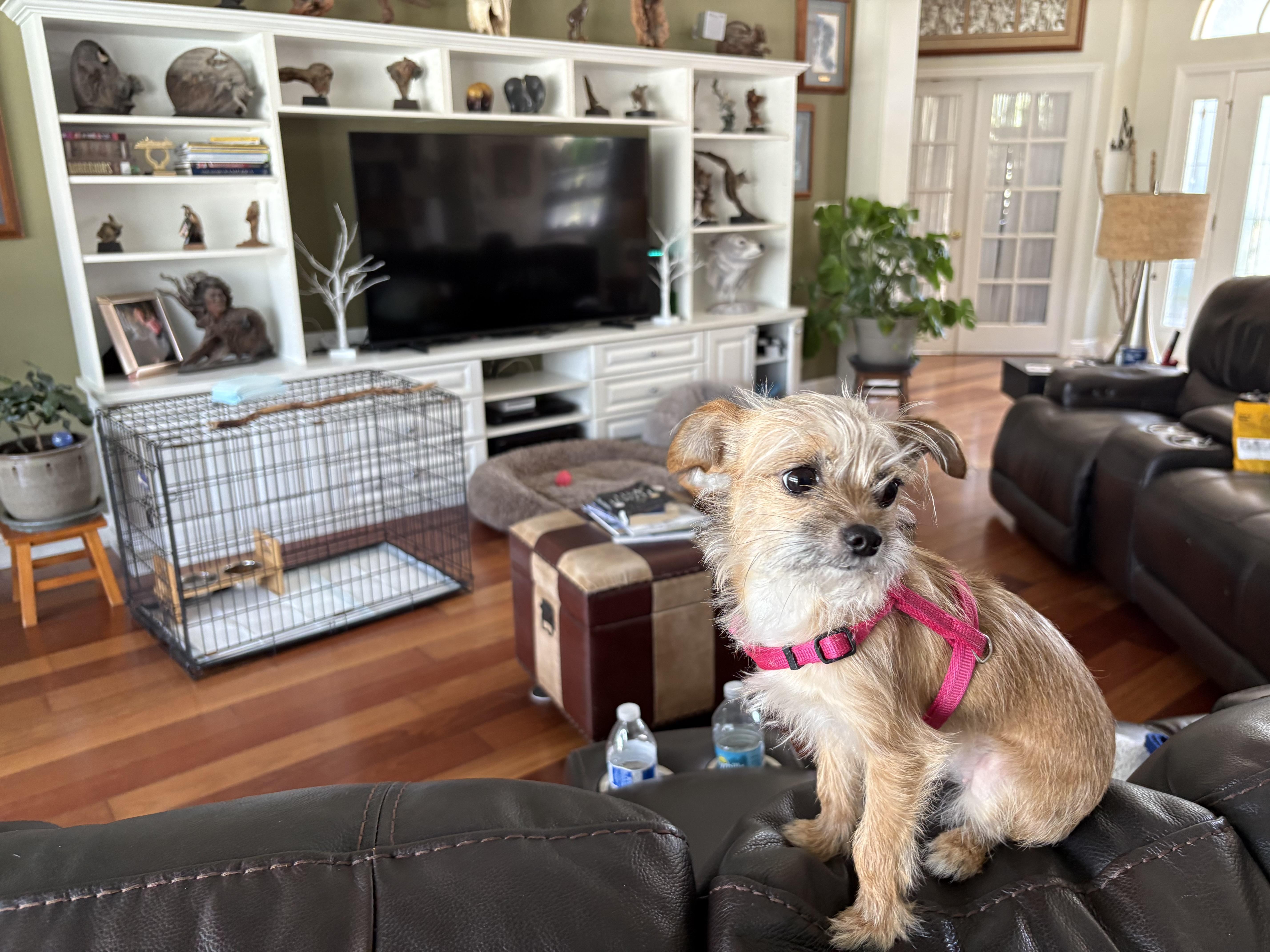 Enlarge Mimi, a ADOPTABLE mixed breed in Bradenton, FL image 4/5