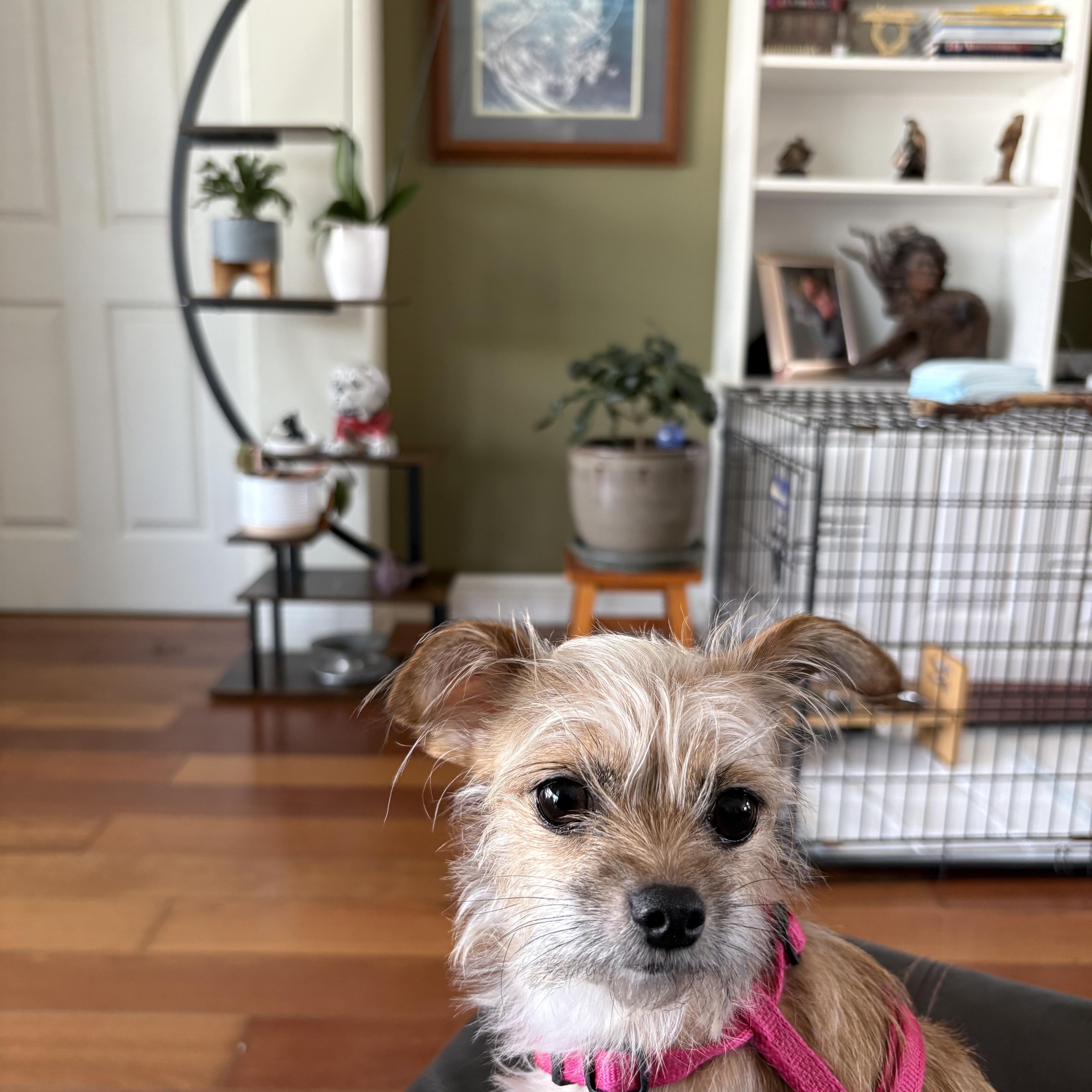 Enlarge Mimi, a ADOPTABLE mixed breed in Bradenton, FL image 1/5