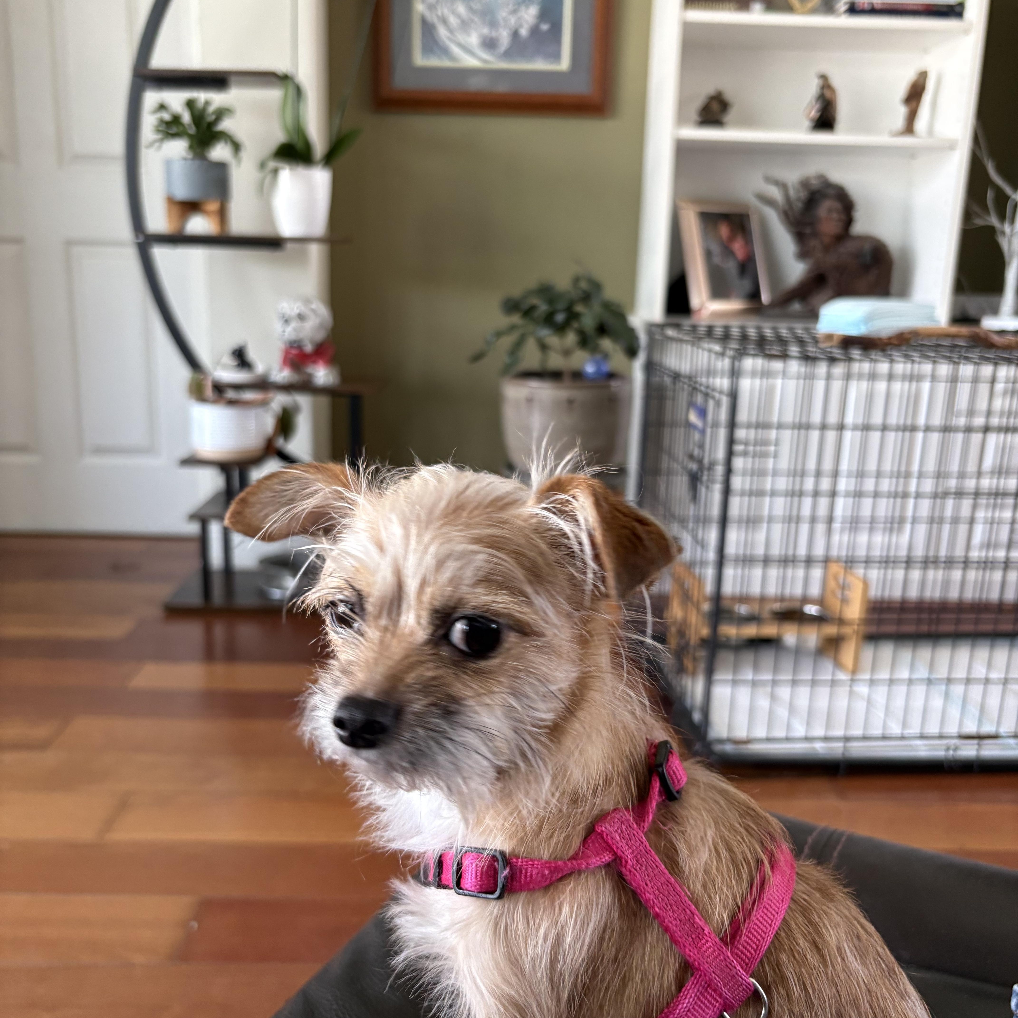 Enlarge Mimi, a ADOPTABLE mixed breed in Bradenton, FL image 5/5