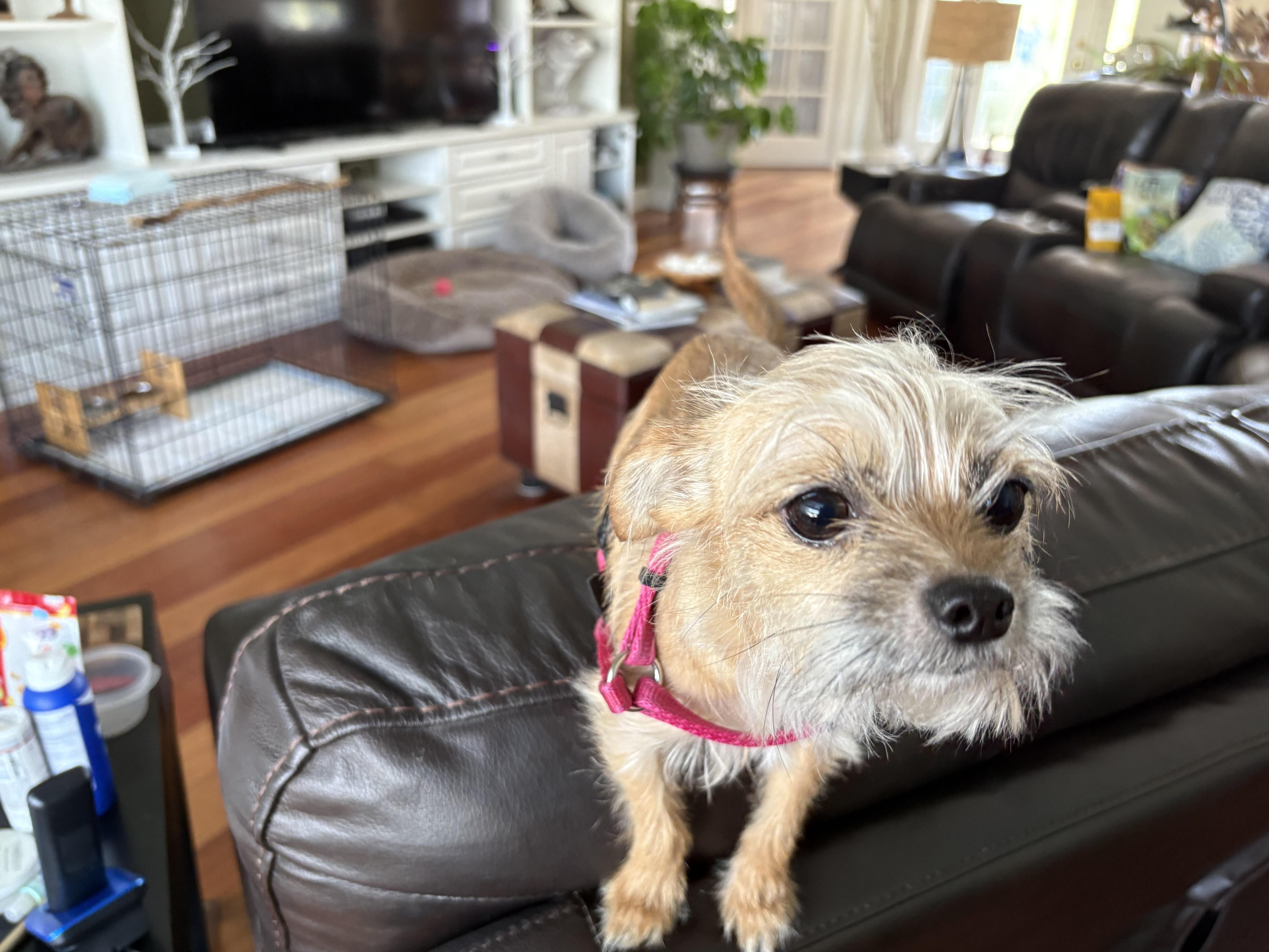 Enlarge Mimi, a ADOPTABLE mixed breed in Bradenton, FL image 2/5