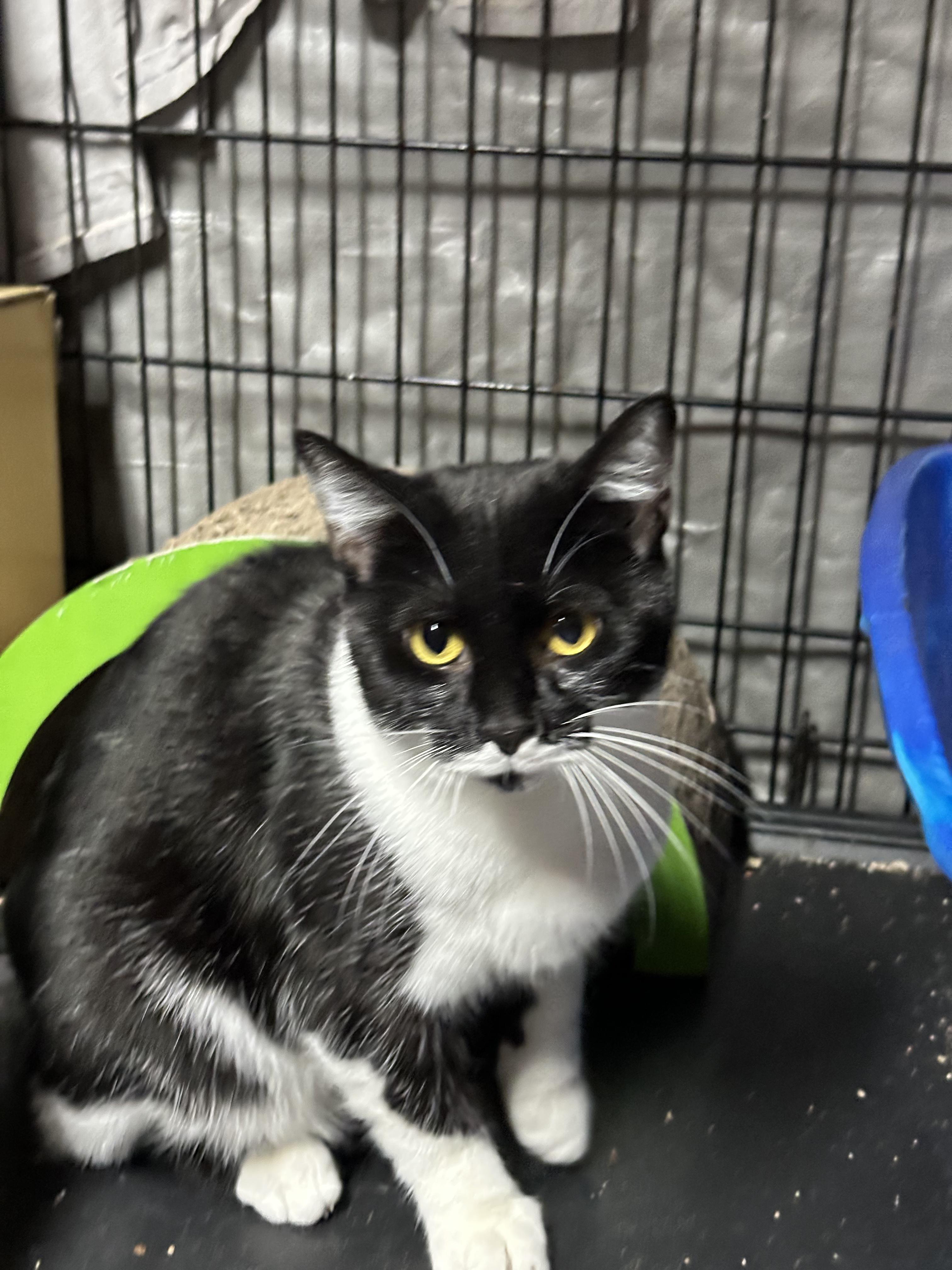 Enlarge BUNNIE & PIPPIN, an adoptable mixed breed in Warwick , RI image 5/6