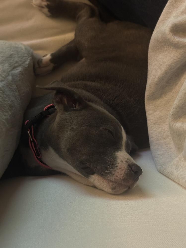 Blue, a Adoptable mixed breed in Denver, CO image 1/6