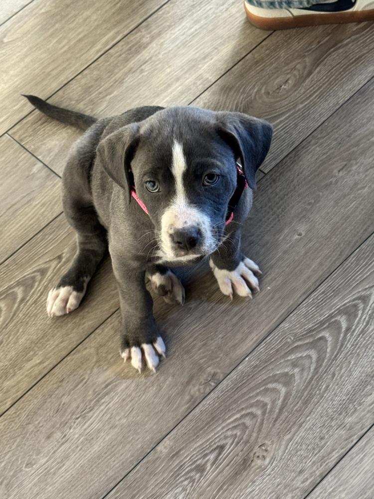 Blue, a Adoptable mixed breed in Denver, CO image 2/6