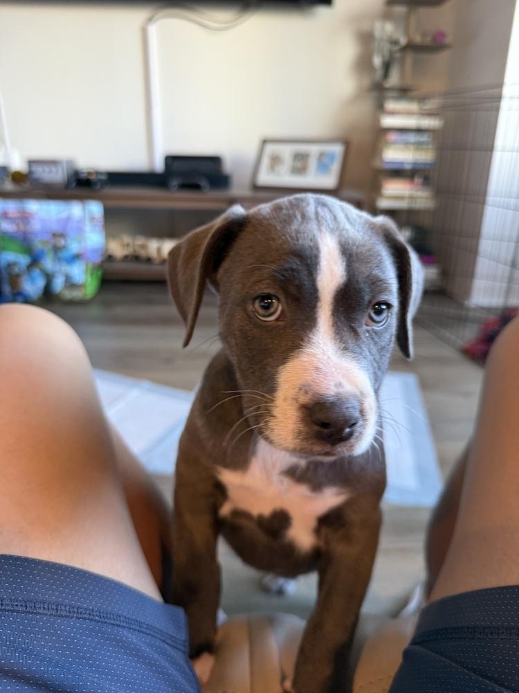 Blue, a Adoptable mixed breed in Denver, CO image 3/6