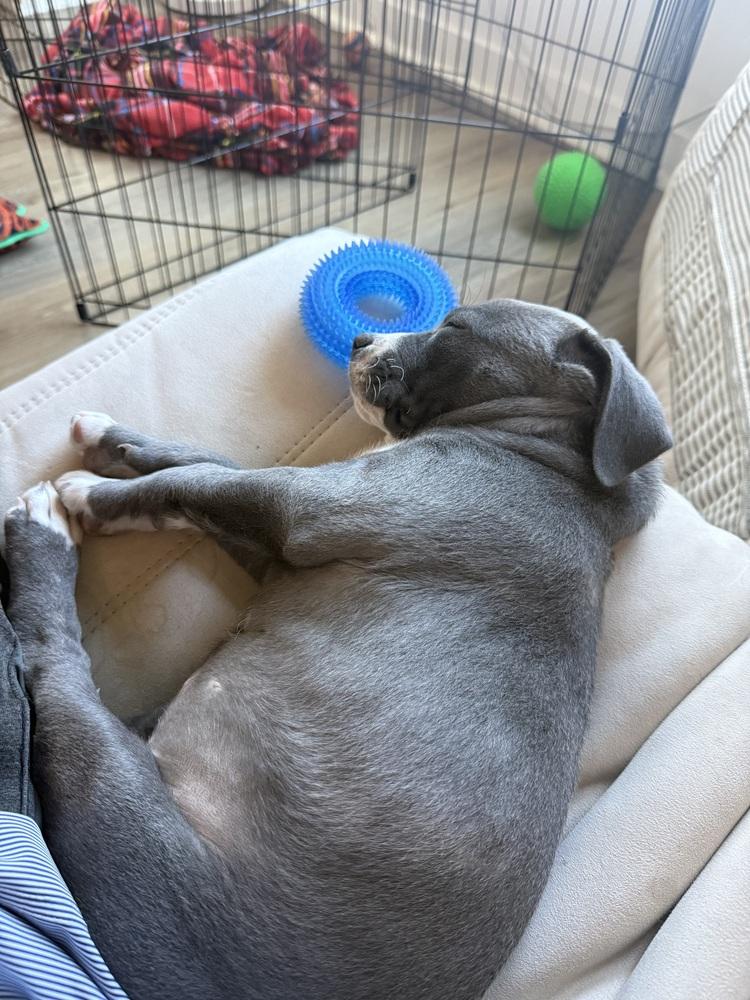 Blue, a Adoptable mixed breed in Denver, CO image 4/6