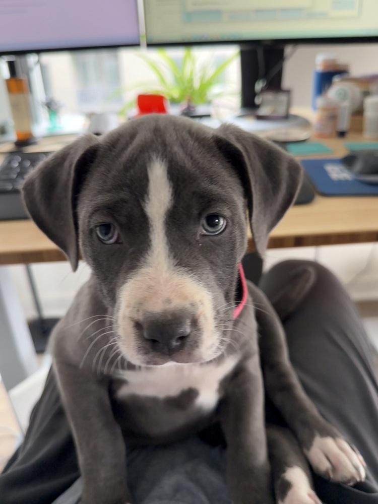 Blue, a Adoptable mixed breed in Denver, CO image 5/6