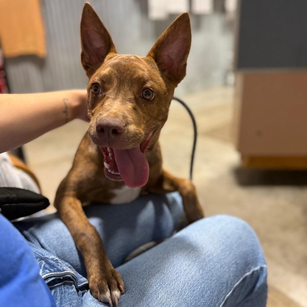 Charisma, Adoptable, Young Female Pit Bull Terrier.