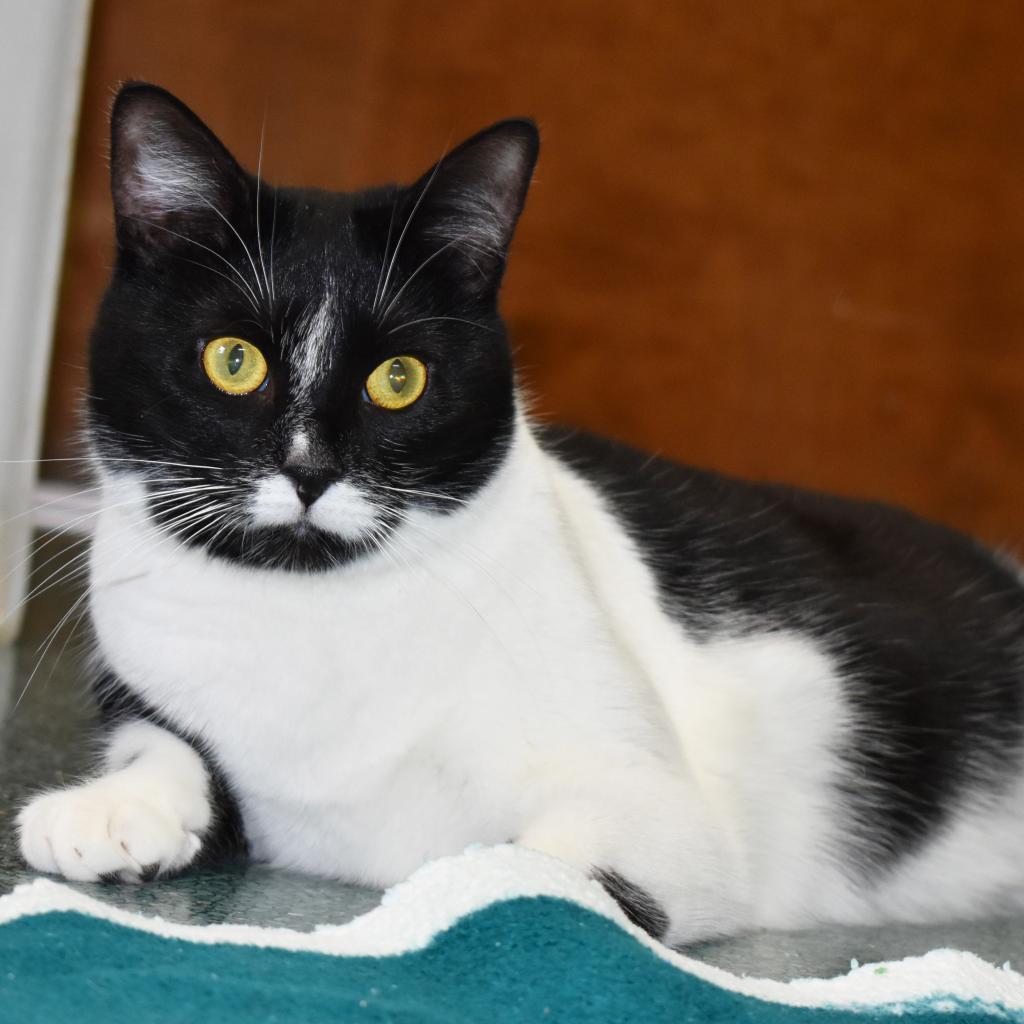 Brinley, a Adoptable Domestic Short Hair in Nashville, IN image 1/6
