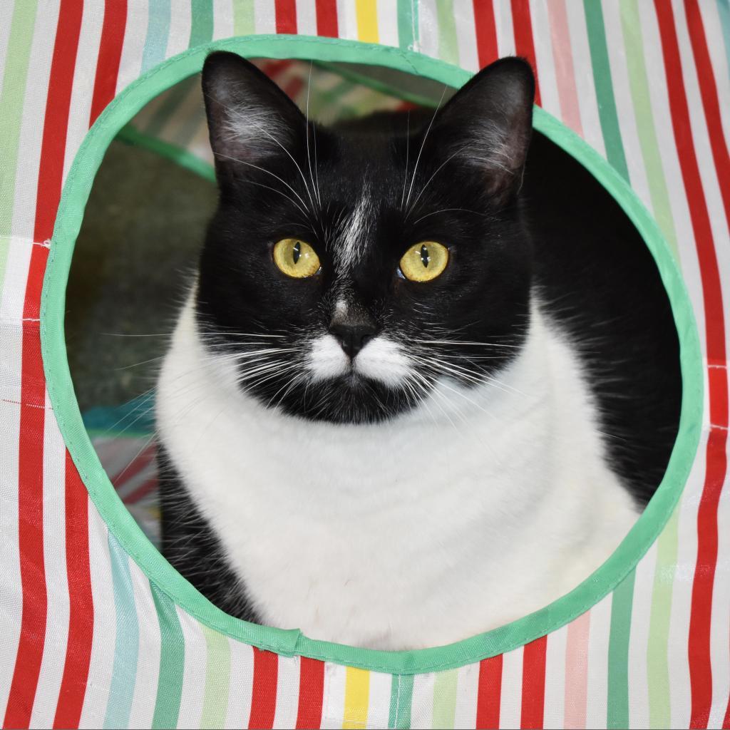 Brinley, a Adoptable Domestic Short Hair in Nashville, IN image 2/6