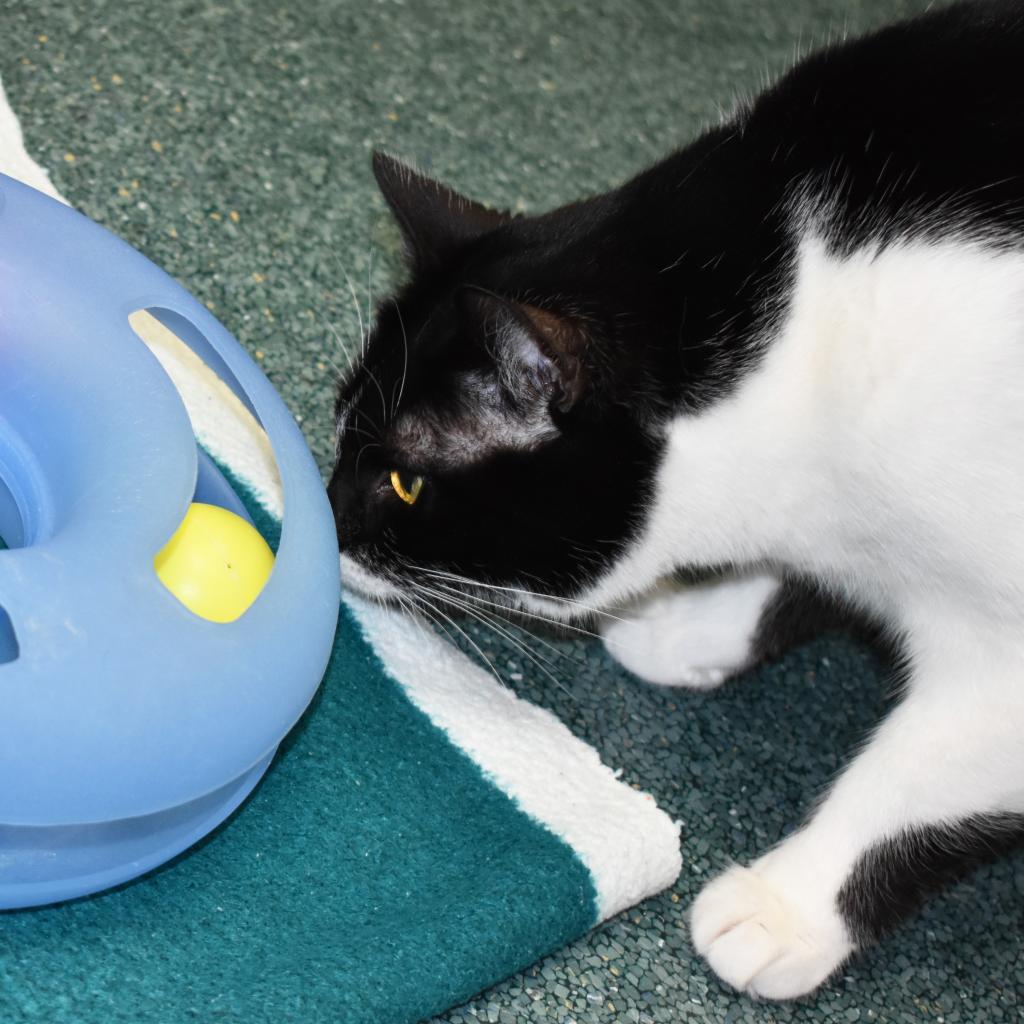 Brinley, a Adoptable Domestic Short Hair in Nashville, IN image 3/6