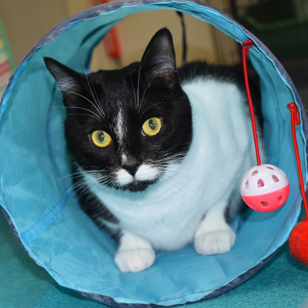 Brinley, a Adoptable Domestic Short Hair in Nashville, IN image 4/6