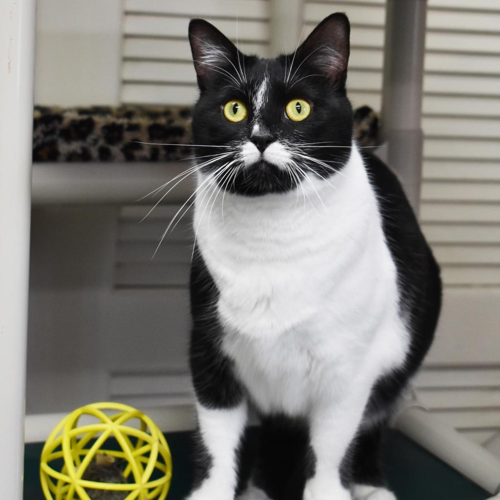 Brinley, a Adoptable Domestic Short Hair in Nashville, IN image 6/6