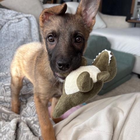 Latte, adopted, Puppy Female Belgian Shepherd / Malinois.