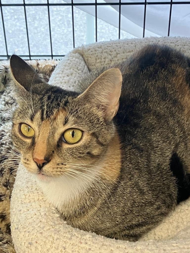 Daisey, Adoptable, Young Female Domestic Short Hair.