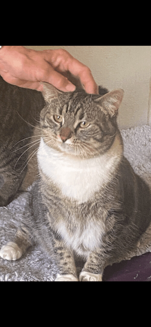 Enlarge Shakira, a Adoptable Domestic Short Hair in Kansas City, MO image 1/2