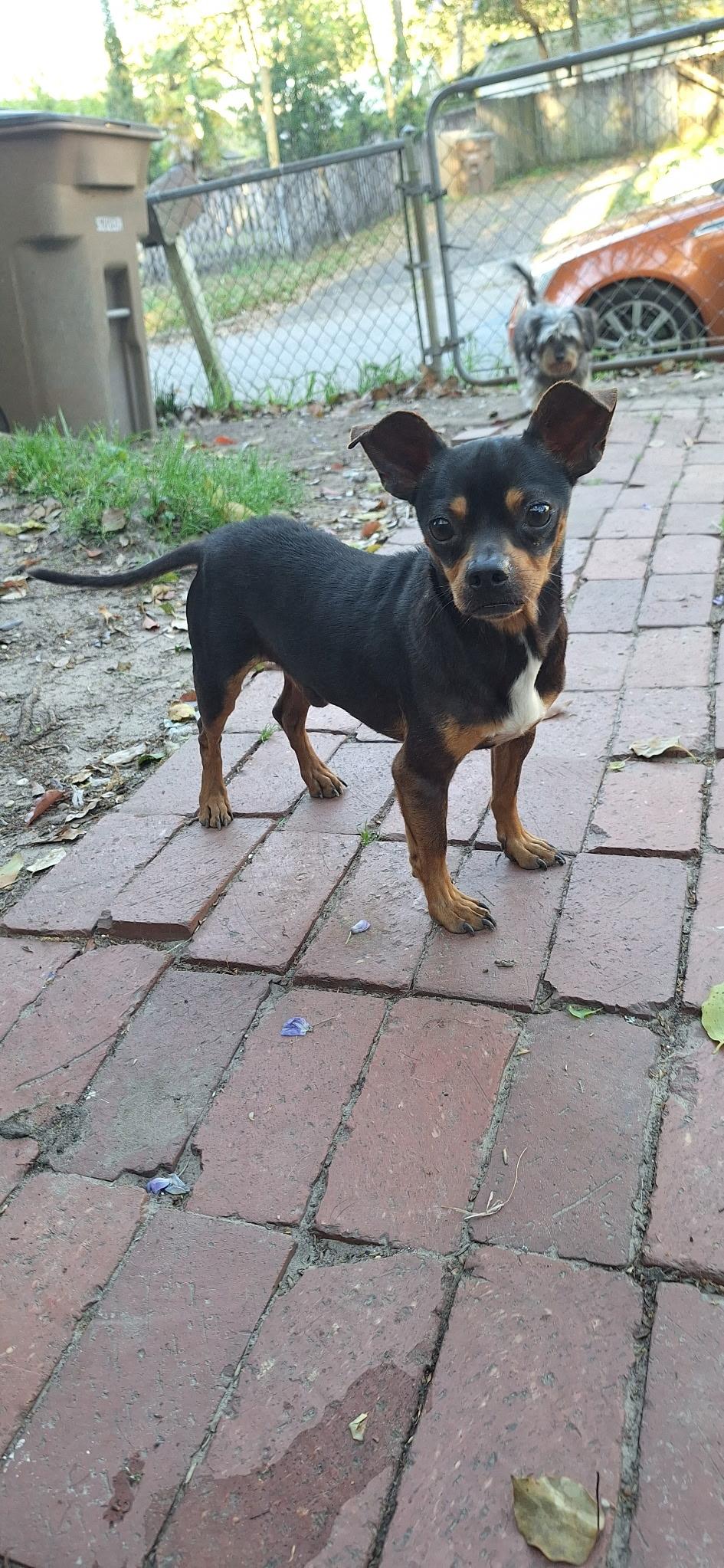 Enlarge Gomez, an adopted mixed breed in Mobile, AL image 3/6