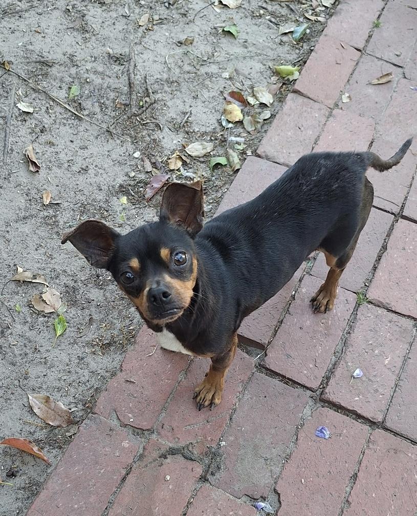 Enlarge Gomez, an adopted mixed breed in Mobile, AL image 1/6